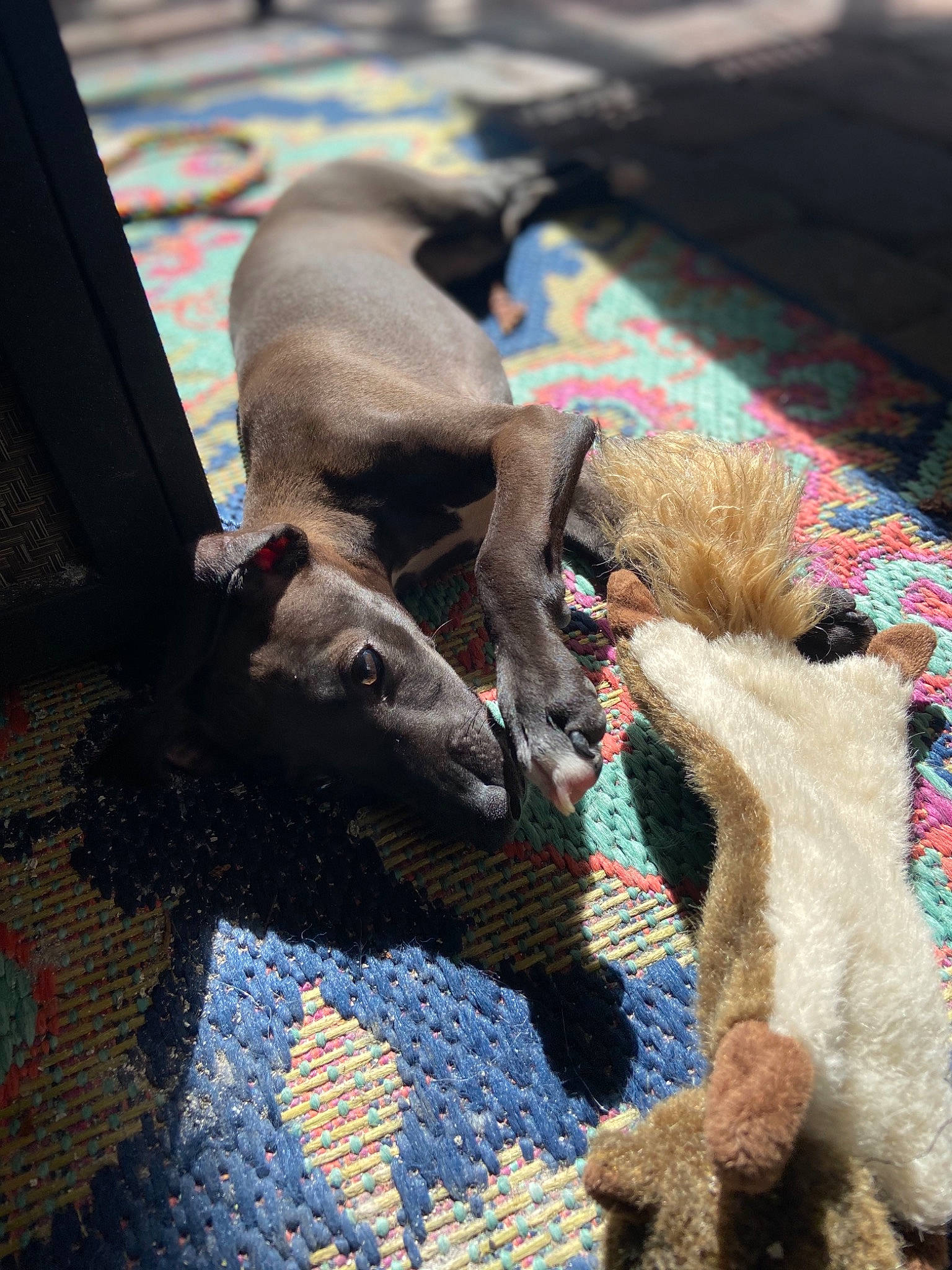Prince is registered to the contest to win money with this photo: canidae, carnivore, dog, dog_breed, fawn, italian_greyhound, lurcher, mammal, snout, sporting_group, vertebrate, weimaraner