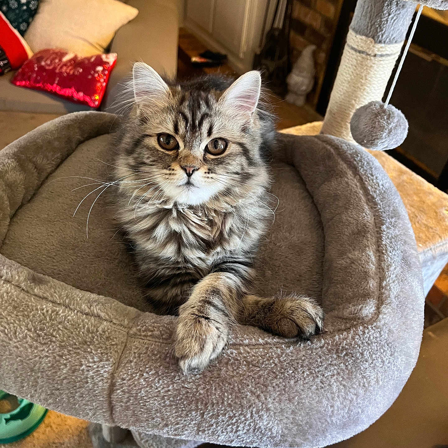 Lady Mary Jane is registered to the contest to win money with this photo: abyssinian, animal, canine, cat, couch, cushion, dog, dogbed, furniture, homedecor, kitten, manx, pet