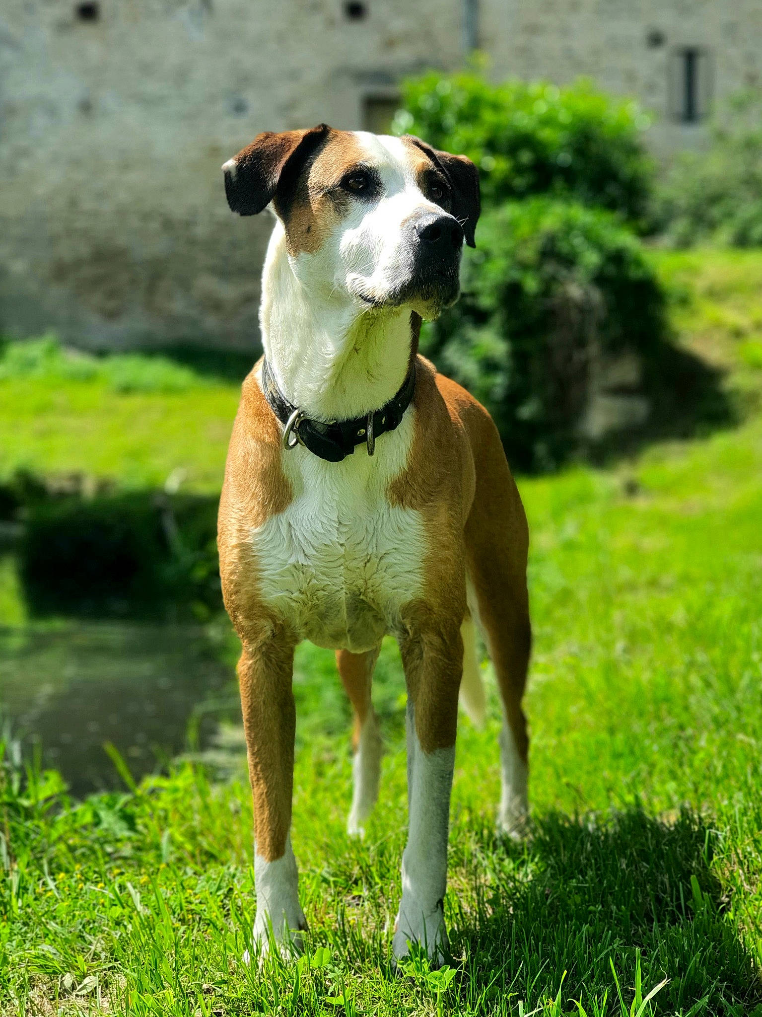 Arrow a rejoint le concours — aidez-le/la à gagner de superbes lots ! ball, carnivore, collar, companion_dog, dog, dog_breed, dog_collar, dog_supply, fawn, grass, grassland, hound, magyar_agar, pet_supply, plant, sighthound, tail, terrestrial_animal, whiskers, working_animal