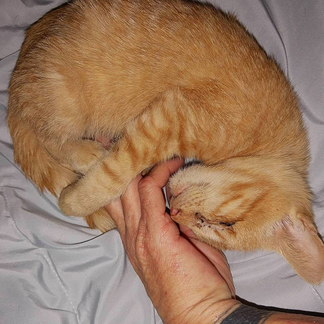 Jack is registered to the contest to win money with this photo: carnivore, cat, claw, fawn, felidae, fur, nap, paw, sleep, small_to_medium_sized_cats, tail, whiskers