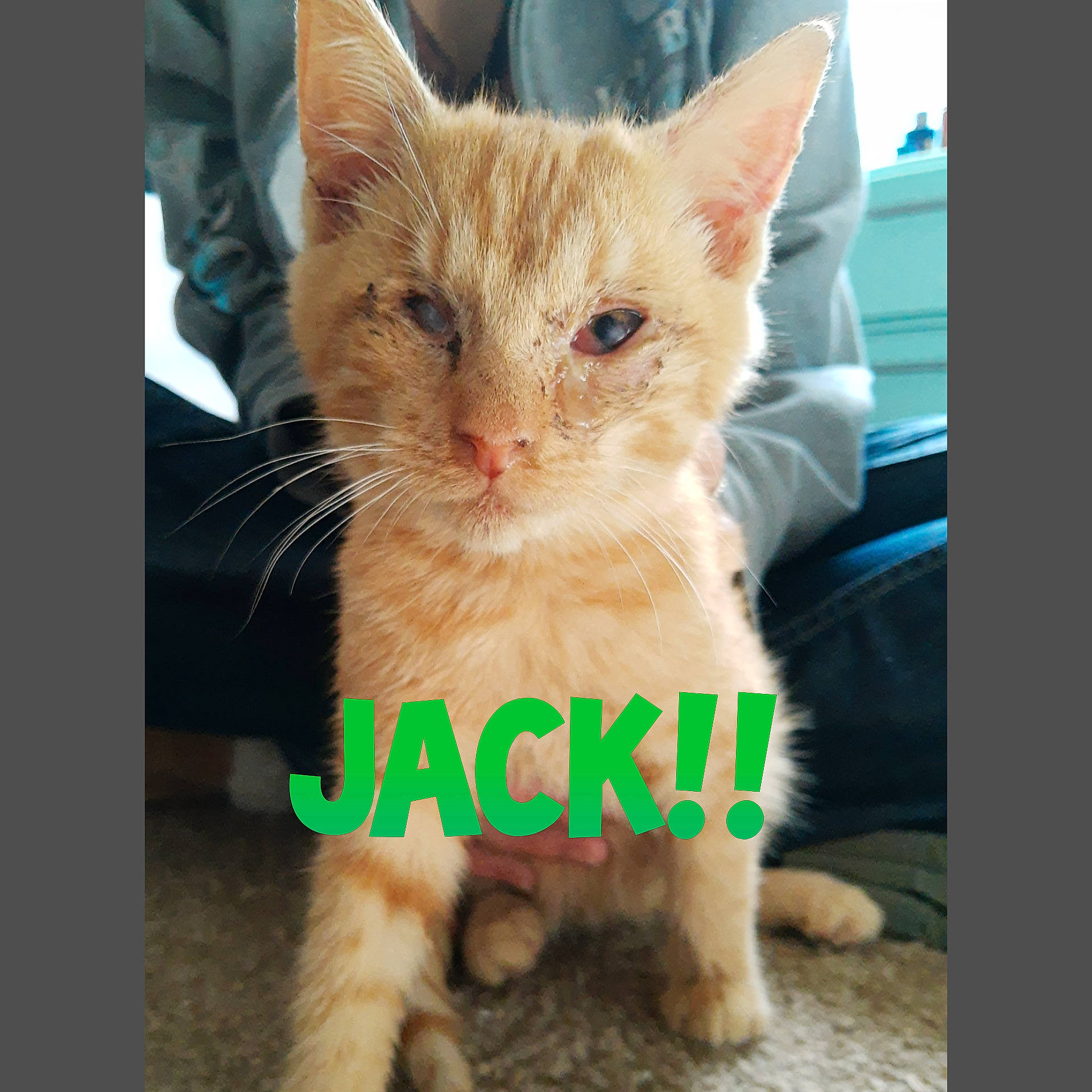 Jack is registered to the contest to win money with this photo: carnivore, cat, claw, domestic_short_haired_cat, fawn, felidae, fur, gesture, nose, paw, photo_caption, sitting, small_to_medium_sized_cats, snout, tail, toy, whiskers, window