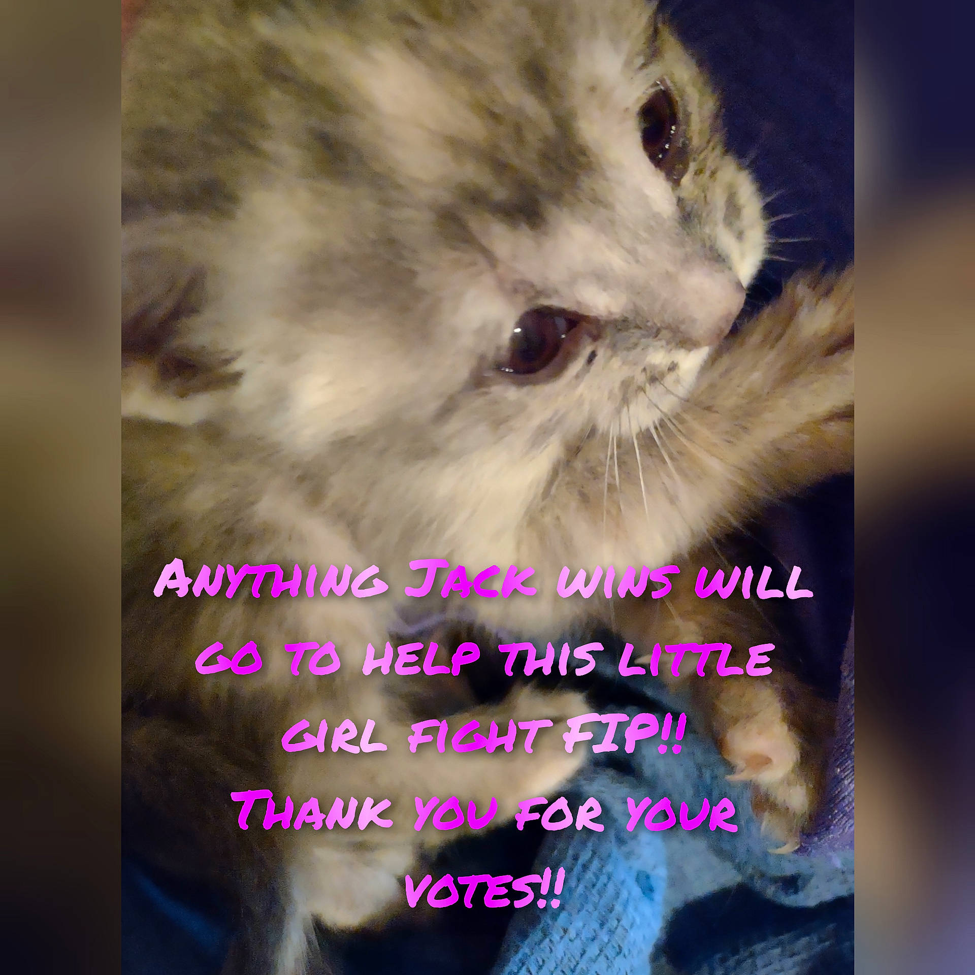 Jack is registered to the contest to win money with this photo: bird_of_prey, carnivore, cat, event, felidae, font, fur, happy, magenta, photo_caption, photography, science, small_to_medium_sized_cats, snout, terrestrial_animal, whiskers, wildlife