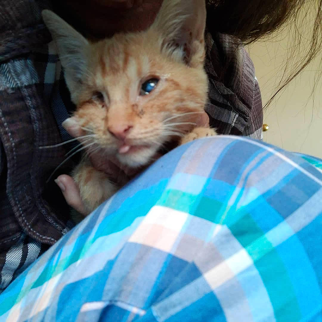 Jack is registered to the contest to win money with this photo: carnivore, cat, domestic_short_haired_cat, european_shorthair, eye, fawn, felidae, german_rex, iris, kitten, mammal, ojos_azules, small_to_medium_sized_cats, textile, turkish_van, whiskers