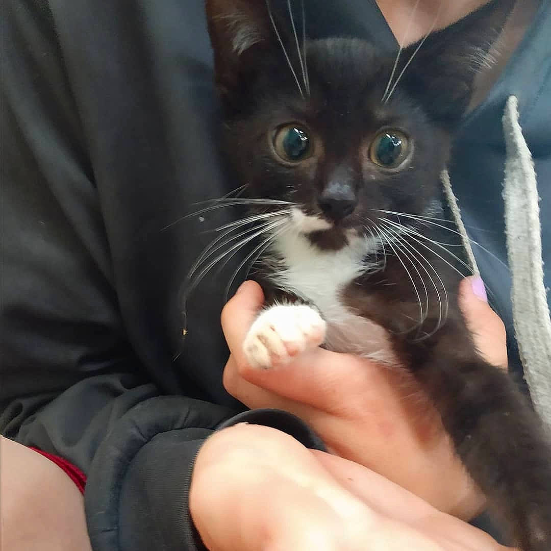 Hawking is registered to the contest to win money with this photo: asian, carnivore, cat, domestic_short_haired_cat, felidae, german_rex, havana_brown, javanese, kitten, mammal, ojos_azules, oriental_longhair, oriental_shorthair, polydactyl_cat, rex_cat, small_to_medium_sized_cats, snout, vertebrate, whiskers