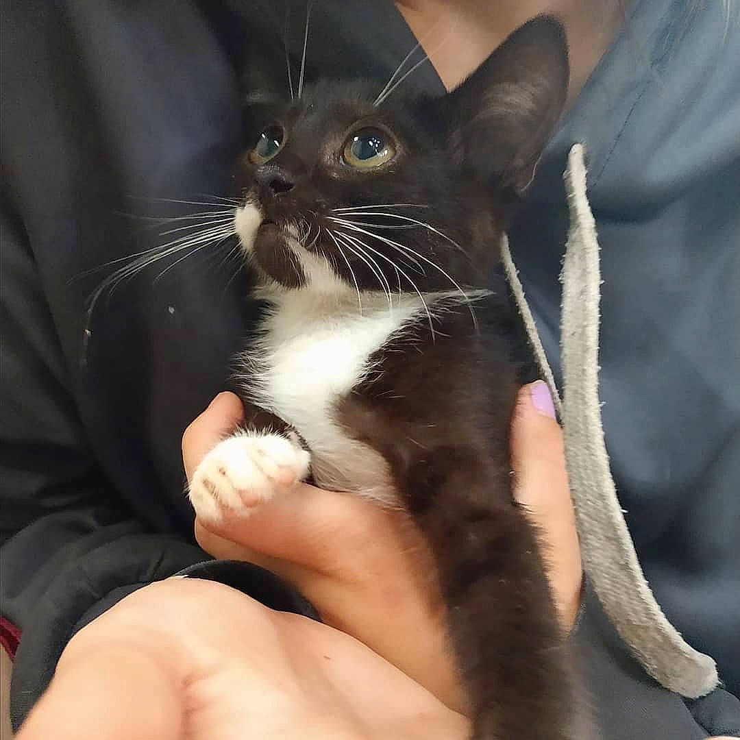 Hawking joined the competition — help win amazing prizes! asian, burmese, carnivore, cat, claw, domestic_short_haired_cat, felidae, german_rex, havana_brown, mammal, oriental_longhair, oriental_shorthair, small_to_medium_sized_cats, snout, vertebrate, whiskers