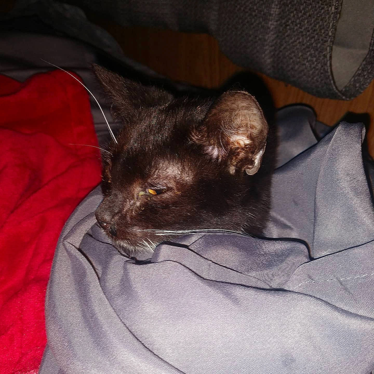 Hawking joined the competition — help win amazing prizes! carnivore, cat, ear, felidae, german_rex, havana_brown, mammal, nap, small_to_medium_sized_cats, snout, vertebrate, whiskers