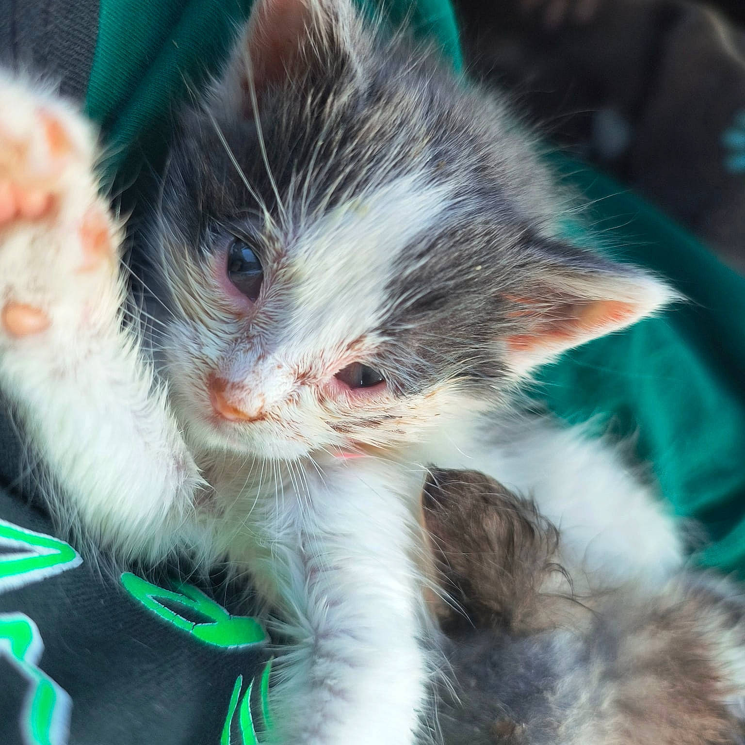 Dozer is registered to the contest to win money with this photo: carnivore, cat, claw, close_up, felidae, foot, fur, gesture, grass, organism, paw, small_to_medium_sized_cats, snout, tail, terrestrial_animal, whiskers