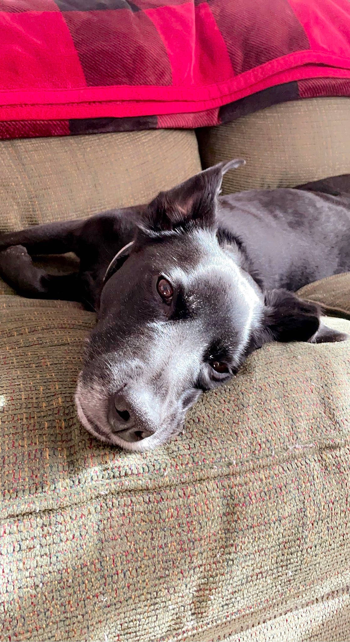 Fenway joined the competition — help win amazing prizes! canidae, carnivore, comfort, companion_dog, dog, dog_breed, grey, non_sporting_group, sporting_group, terrestrial_animal, whiskers, working_animal