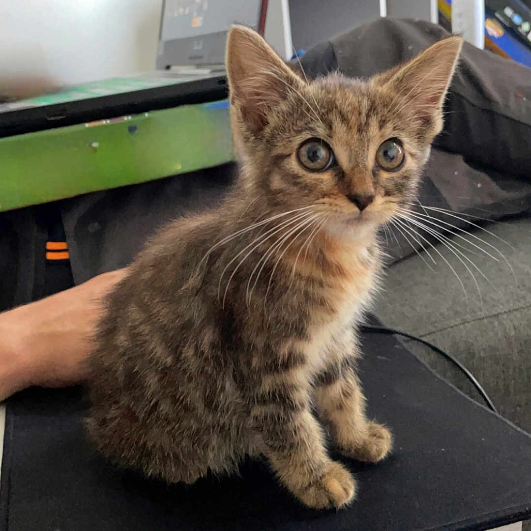 Tapioca a rejoint le concours — aidez-le/la à gagner de superbes lots ! abyssinian, animal, cat, computer, desk, egyptiancat, electronics, furniture, kitten, laptop, manx, pc, pet, table