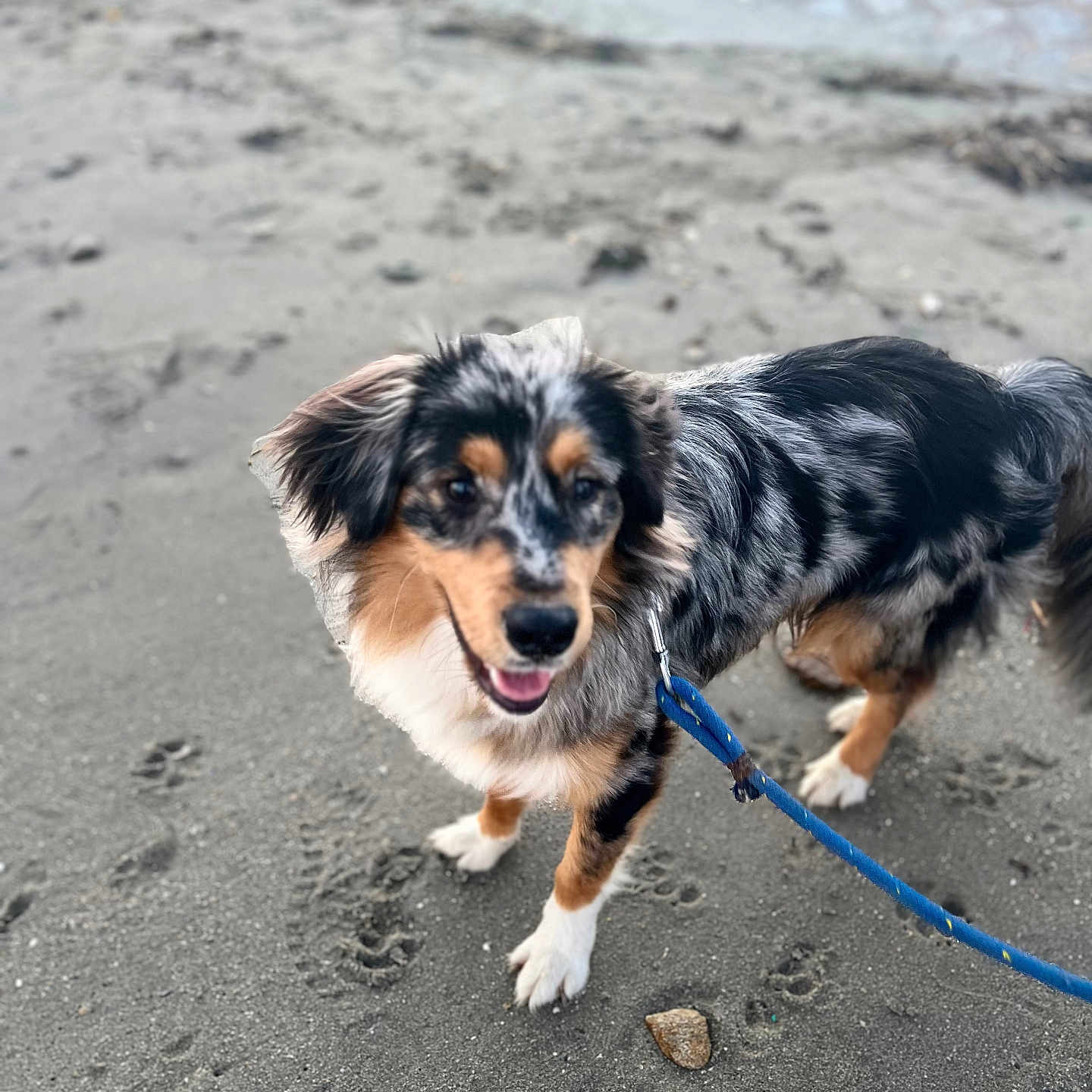 Aiko a rejoint le concours — aidez-le/la à gagner de superbes lots ! accessories, animal, beach, canine, coast, cockerspaniel, dog, face, head, leash, nature, outdoors, person, pet, puppy, sea, shoreline, soil, strap, water