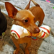 Chico joined the competition — help win amazing prizes! dog, rawhide_bone, indoor, carpet, tan_dog, pet, large_ears, tail, chewing, toy, floor, domestic_animal, cute, animal, canine, playful, small_dog, background_objects, home, companion