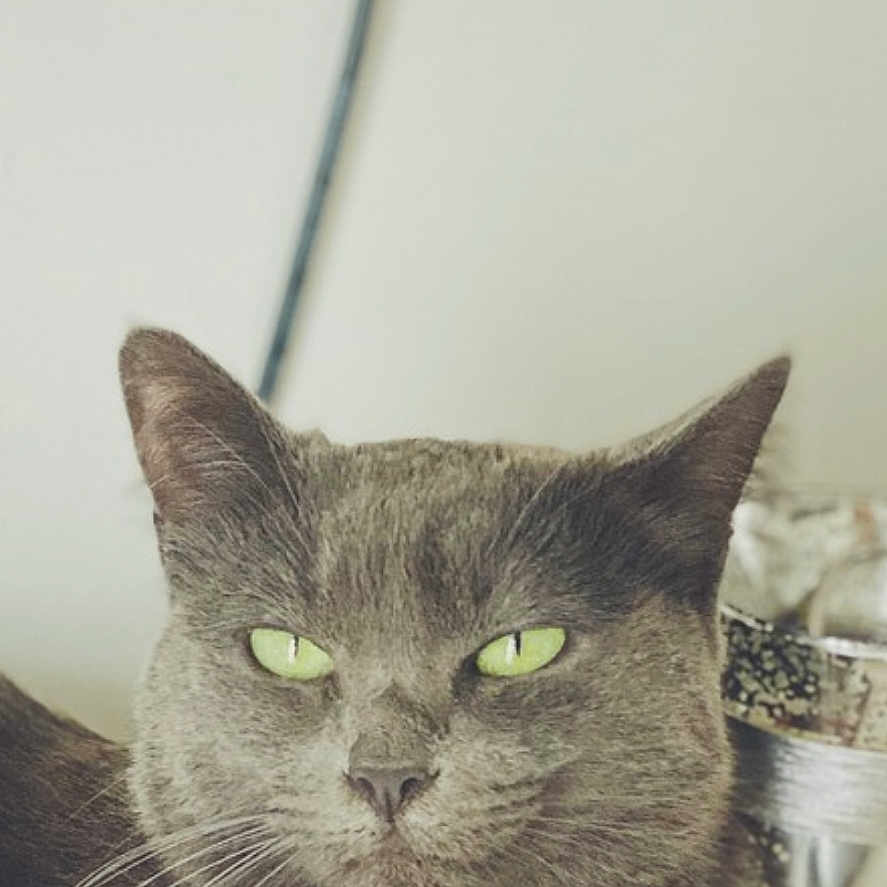 Luxe participe au concours pour gagner de l'argent avec cette photo : abyssinian, angora, animal, blackcat, brasssection, cat, homedecor, horn, kitten, linen, manx, musicalinstrument, pet, siamese, snout