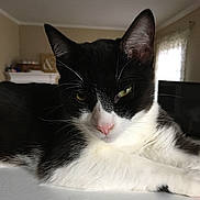 Nacho is registered to the contest to win money with this photo: black_and_white, cat, close_up, curtain, ears, facial_expression, fur, green_eyes, home_interior, indoor, looking_at_camera, lounging, pet, pink_nose, portrait, relaxed, table_edge, tuxedo_cat, whiskers, window