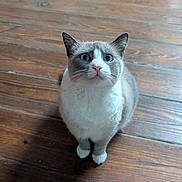 Scarlett is registered to the contest to win money with this photo: cat, animal, pet, wooden_floor, curious, indoor, feline, white_paws, blue_eyes, sitting, fur, whiskers, ears, domestic_cat, looking_up, cute, alert, small, companion, house_pet