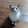 cat, animal, pet, wooden_floor, curious, indoor, feline, white_paws, blue_eyes, sitting, fur, whiskers, ears, domestic_cat, looking_up, cute, alert, small, companion, house_pet
