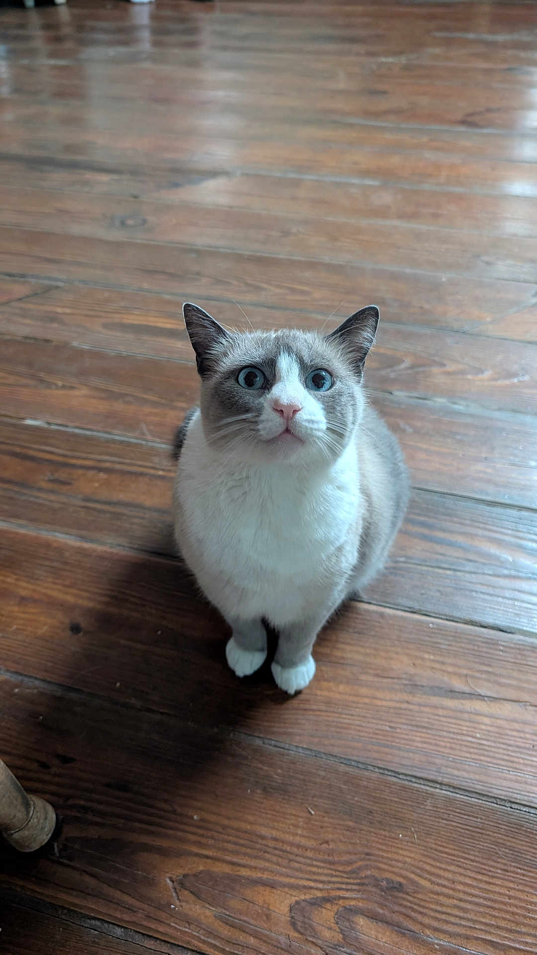 Scarlett is registered to the contest to win money with this photo: cat, animal, pet, wooden_floor, curious, indoor, feline, white_paws, blue_eyes, sitting, fur, whiskers, ears, domestic_cat, looking_up, cute, alert, small, companion, house_pet