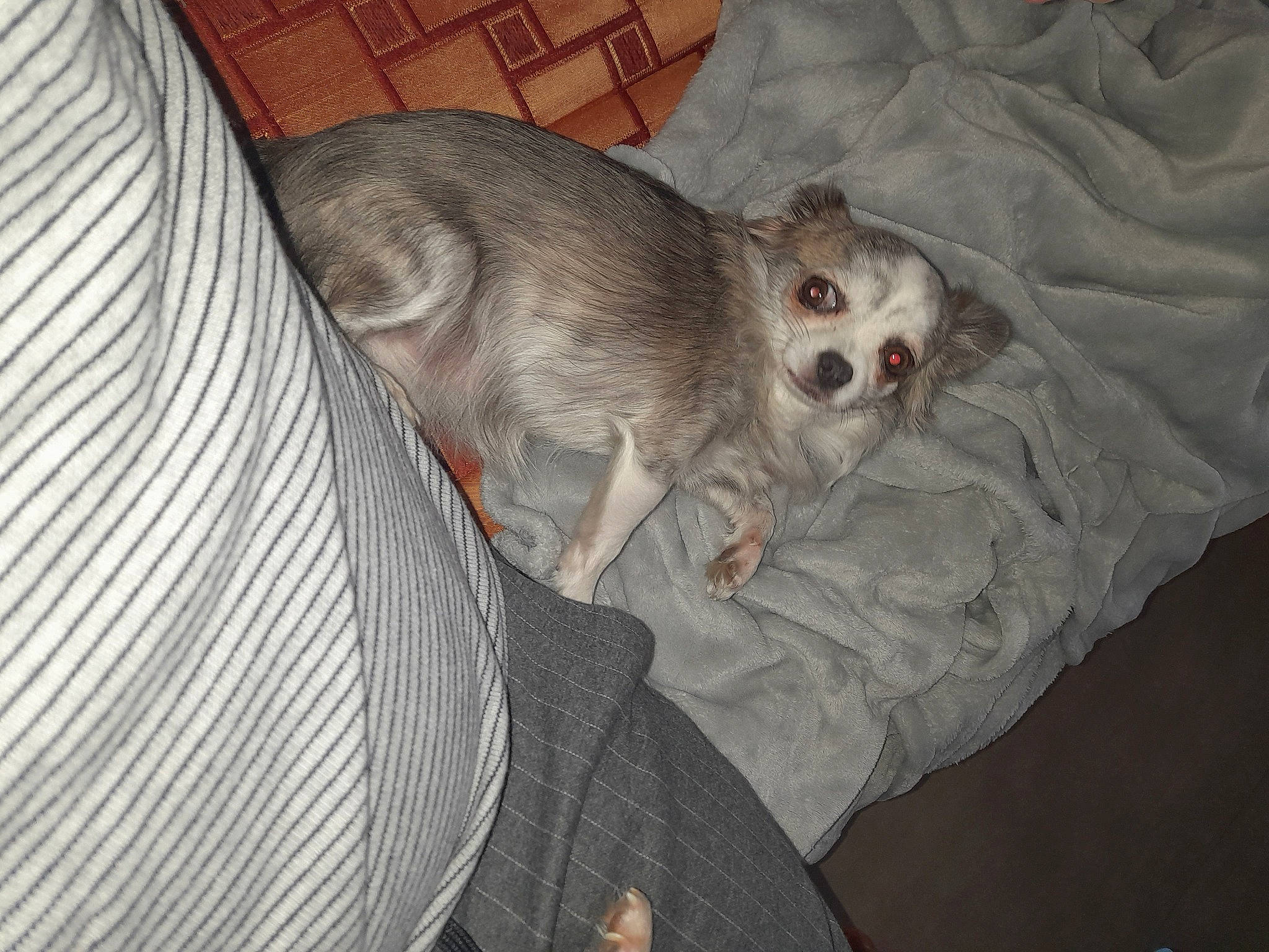 Naya participe au concours pour gagner de l'argent avec cette photo : canidae, carnivore, comfort, companion_dog, corgi_chihuahua, couch, dog, dog_breed, dog_supply, fawn, felidae, fur, non_sporting_group, paw, small_to_medium_sized_cats, snout, sporting_group, terrestrial_animal, toy_dog, whiskers