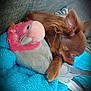 dog, bird, couch, blanket, snuggling, cozy, pet, animal, feathers, fur, resting, indoor, cute, small_dog, colorful, closeup, companion, relaxing, friendship, domestic