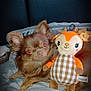 dog, brown_dog, small_dog, plush_toy, deer_toy, blanket, bed, soft, cute, ears, pet, animal, indoor, cozy, stuffed_animal, toy, resting, companion, furry, snuggle