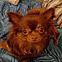 dog, brown_dog, pet, fluffy, cute, animal, indoor, blanket, pillow, resting, fur, ears, face, canine, comfort, bed, striped_fabric, looking, closeup, domestic_animal