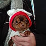 Chanelle a rejoint le concours — aidez-le/la à gagner de superbes lots ! brown_dog, clothing, cozy, cute, dog, ears, fashion, hand, holding, hood, indoor, person, pet, puppy, ring, scarf, small_dog, sweater, warm, winter