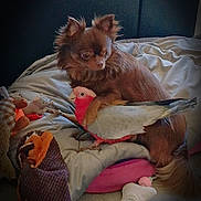 Chanelle a rejoint le concours — aidez-le/la à gagner de superbes lots ! dog, bird, plush_toy, bed, blanket, indoor, pet, brown_dog, feathers, toy, cozy, animal, floor, resting, cute, small_dog, companions, soft, home, curious