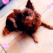 Chanelle participe au concours pour gagner de l'argent avec cette photo : adorable, animal, brown_dog, companion, cute, dog, domestic_animal, ears_up, floor, fluffy, fur, heart_overlay, indoor, love, lying_down, pet, pink_hearts, relaxing, small_dog, tile_floor