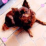 adorable, animal, brown_dog, companion, cute, dog, domestic_animal, ears_up, floor, fluffy, fur, heart_overlay, indoor, love, lying_down, pet, pink_hearts, relaxing, small_dog, tile_floor
