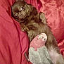 dog, bird, red_blanket, pet, animal, lying_down, small_dog, feathers, fur, cute, indoors, closeup, resting, snuggling, companion, wide_eyes, relaxed, cozy, domestic_animal, friendship
