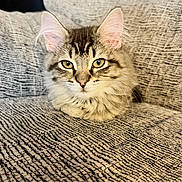 Mollie joined the competition — help win amazing prizes! cat, tabby, feline, pet, animal, indoor, couch, gray, texture, fur, whiskers, ears, eyes, closeup, resting, cozy, domestic, cute, portrait, relaxed