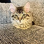 cat, tabby, feline, pet, animal, indoor, couch, gray, texture, fur, whiskers, ears, eyes, closeup, resting, cozy, domestic, cute, portrait, relaxed