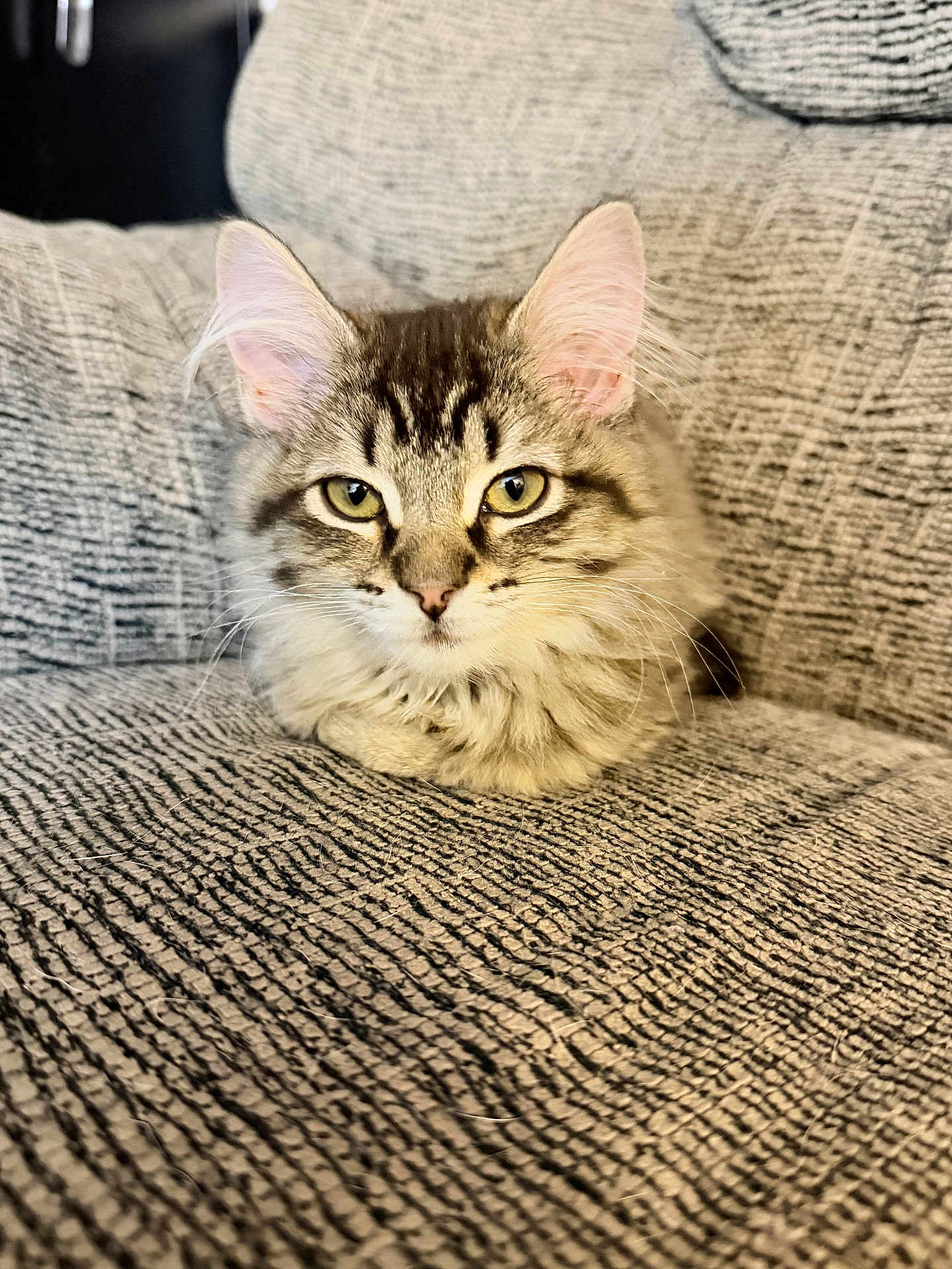 Mollie joined the competition — help win amazing prizes! cat, tabby, feline, pet, animal, indoor, couch, gray, texture, fur, whiskers, ears, eyes, closeup, resting, cozy, domestic, cute, portrait, relaxed