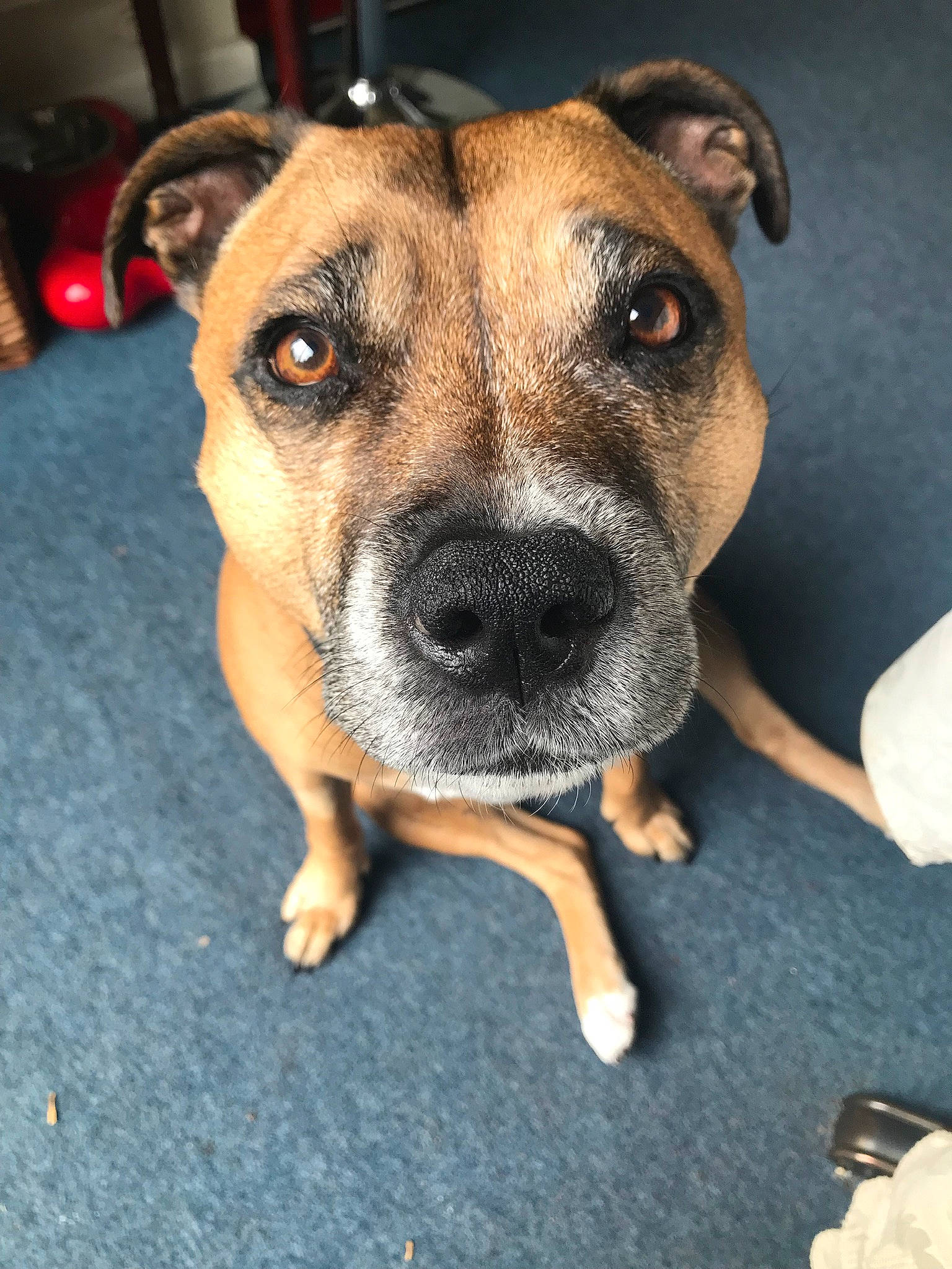 Emily is registered to the contest to win money with this photo: ancient_dog_breeds, canidae, carnivore, collar, companion_dog, dog, dog_breed, fawn, flooring, fur, molosser, non_sporting_group, paw, snout, sporting_group, terrestrial_animal, whiskers, working_animal, working_dog