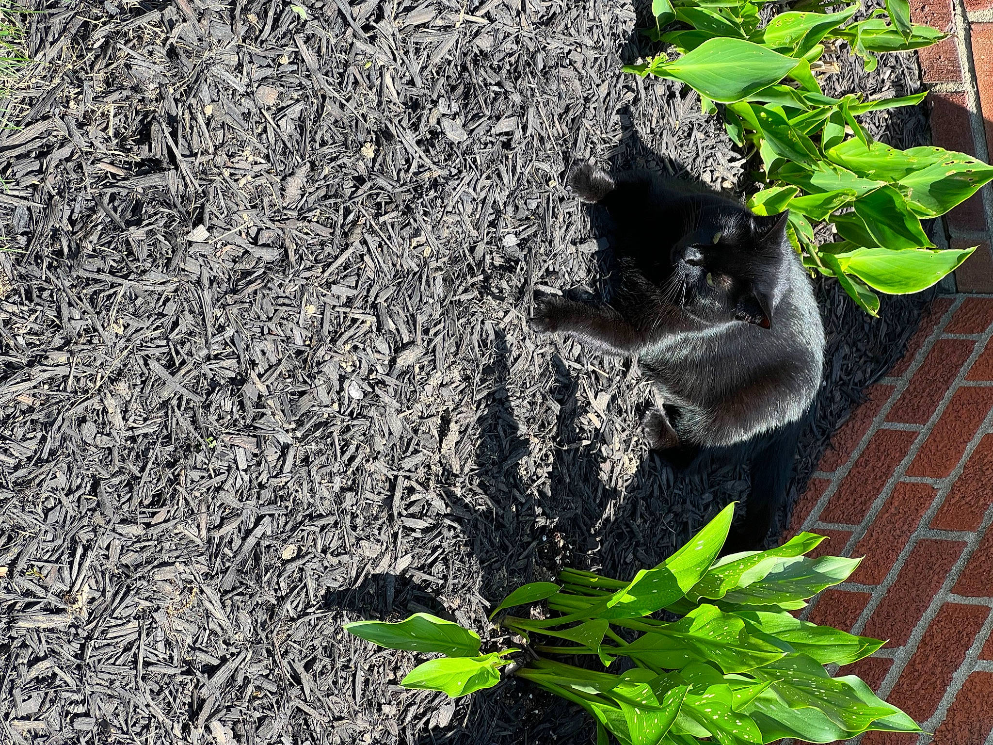 Piper Ann is registered to the contest to win money with this photo: annual_plant, asphalt, carnivore, felidae, grass, groundcover, herb, herbaceous_plant, organism, plant, road_surface, shadow, shrub, soil, subshrub, tail, terrestrial_animal, tree, trunk, wood