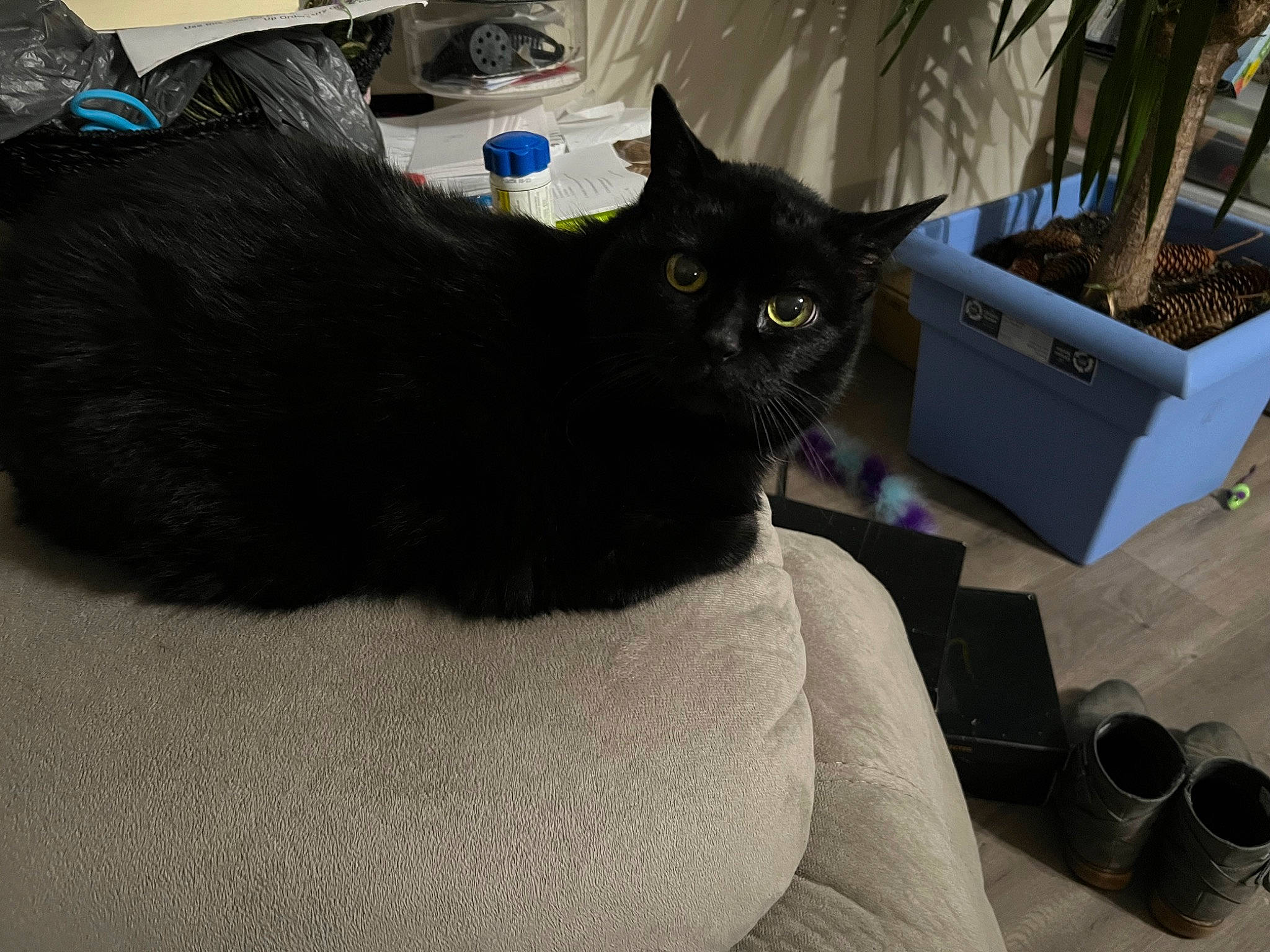 Sasha is registered to the contest to win money with this photo: bag, black_cat, box, cardboard, carnivore, cat, comfort, domestic_short_haired_cat, felidae, fur, grey, packaging_and_labeling, plant, shipping_box, small_to_medium_sized_cats, tail, vertebrate, whiskers