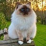 Ténor participe au concours pour gagner de l'argent avec cette photo : cat, fluffy, blue_eyes, sitting, wooden_bench, outdoor, greenery, sunset, nature, animal, pet, feline, fur, portrait, cute, majestic, calm, whiskers, garden, soft_light