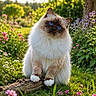 Ténor a rejoint le concours — aidez-le/la à gagner de superbes lots ! cat, blue_eyes, fluffy, animal, pet, nature, outdoor, grass, flowers, garden, log, greenery, cute, fur, whiskers, daylight, tree, colorful, plant, curious
