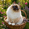cat, fluffy, blue_eyes, basket, flowers, garden, outdoor, sunlight, nature, greenery, cute, pet, animal, sitting, curious, head_tilt, soft_fur, colorful, spring, relaxing