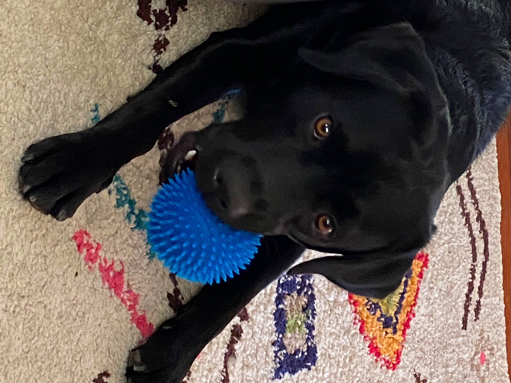 Rudy a rejoint le concours — aidez-le/la à gagner de superbes lots ! art, borador, canidae, carmine, carnivore, collar, companion_dog, dog, dog_breed, dog_collar, dog_supply, electric_blue, fashion_accessory, liver, pattern, pet_supply, snout, sporting_group, vertebrate, working_animal