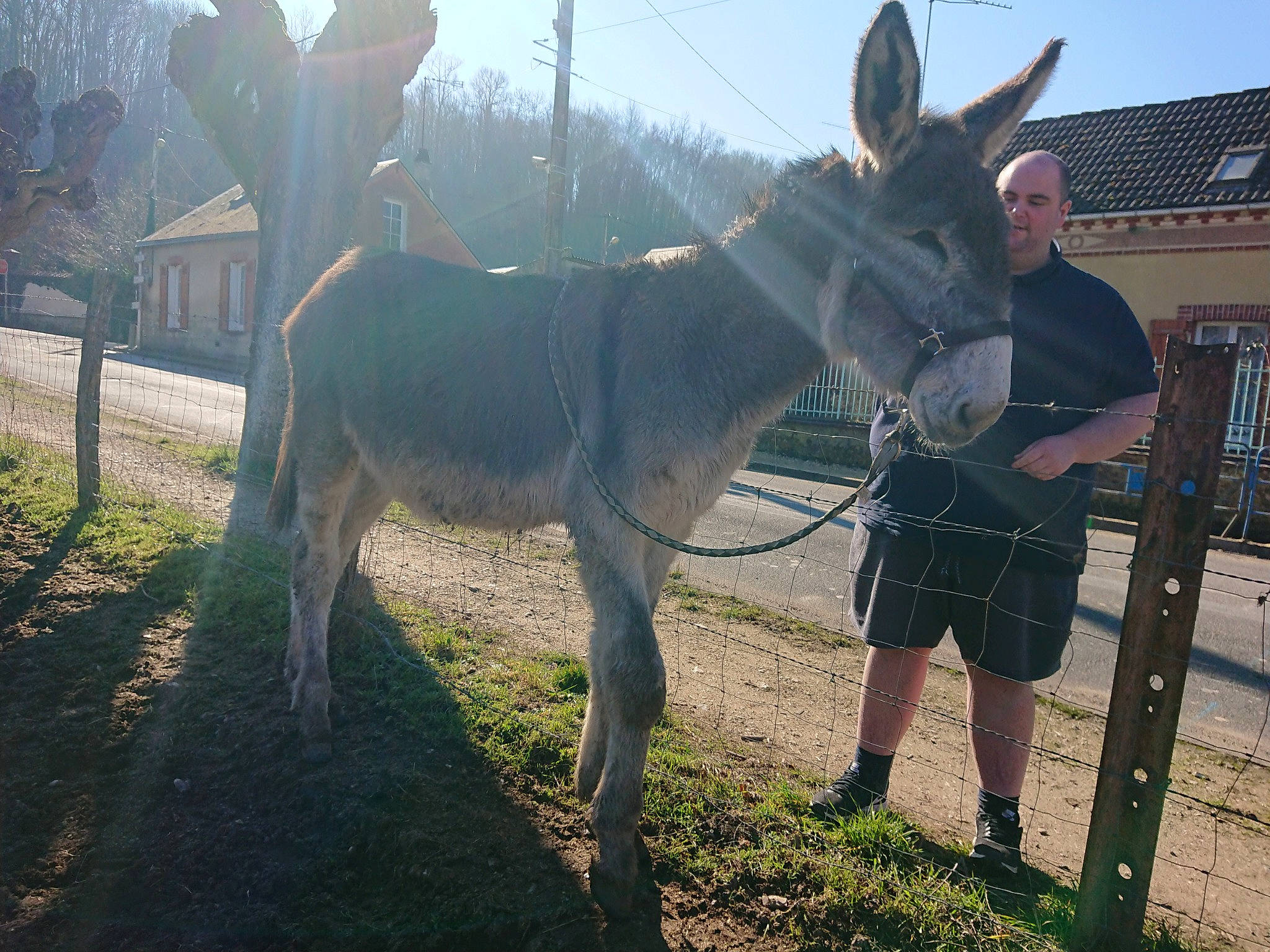 Helmut participe au concours pour gagner de l'argent avec cette photo : bridle, burro, horse, horse_tack, livestock, mammal, mane, mare, pack_animal, person, snout, vertebrate, working_animal