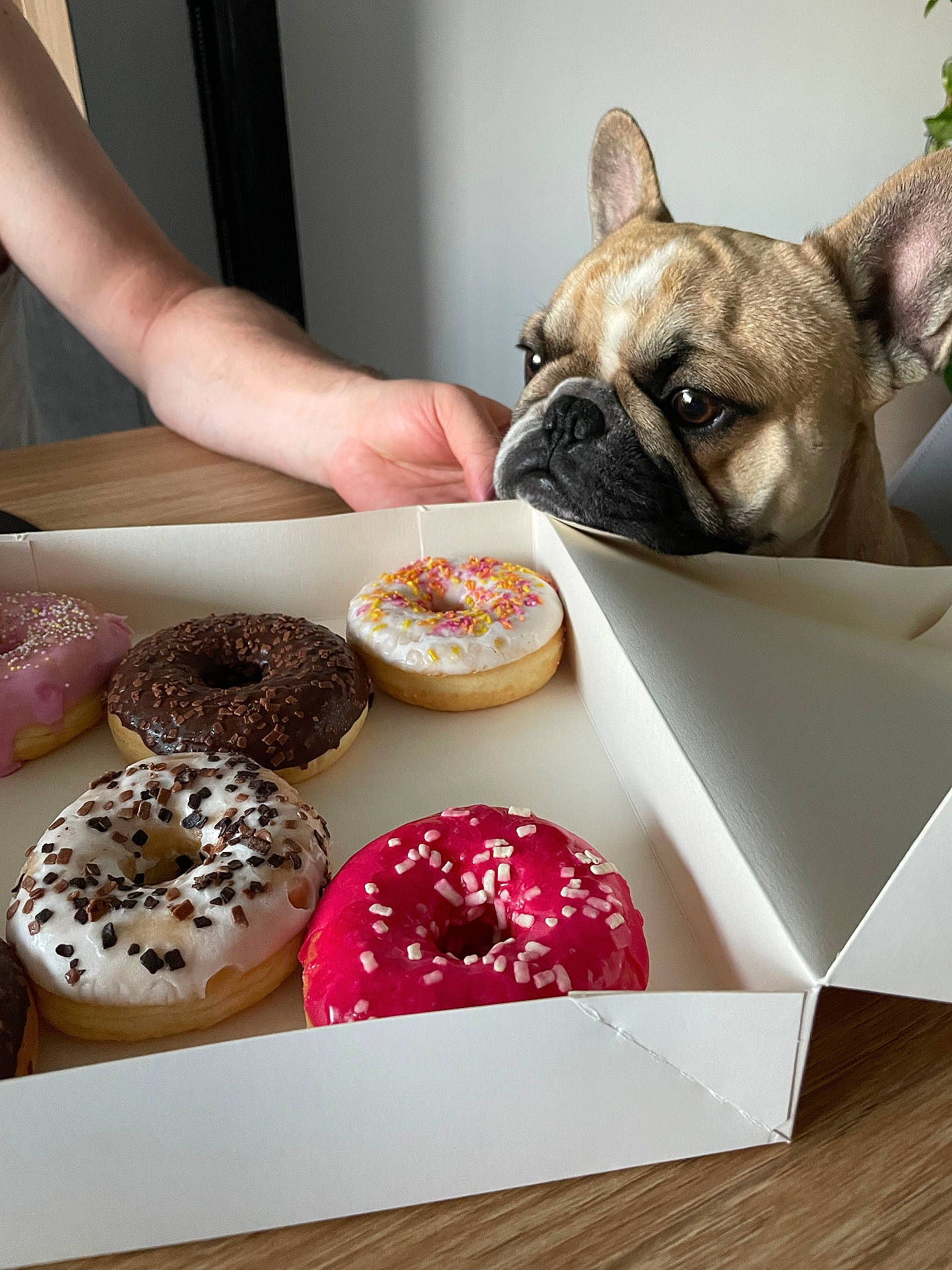 Teddy participe au concours pour gagner de l'argent avec cette photo : animal, baby, bagel, box, bread, brunch, bulldog, canine, cream, dessert, dog, dogbed, donut, food, foodpresentation, frenchbulldog, icing, person, pet, sweets