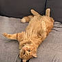 Rôdeur participe au concours pour gagner de l'argent avec cette photo : cat, couch, cozy, cute, domestic_animal, feline, fluffy, fur, gray, home, indoor, lying_down, orange_tabby, paws, pet, playful, relaxed, sleepy, upside_down, whiskers