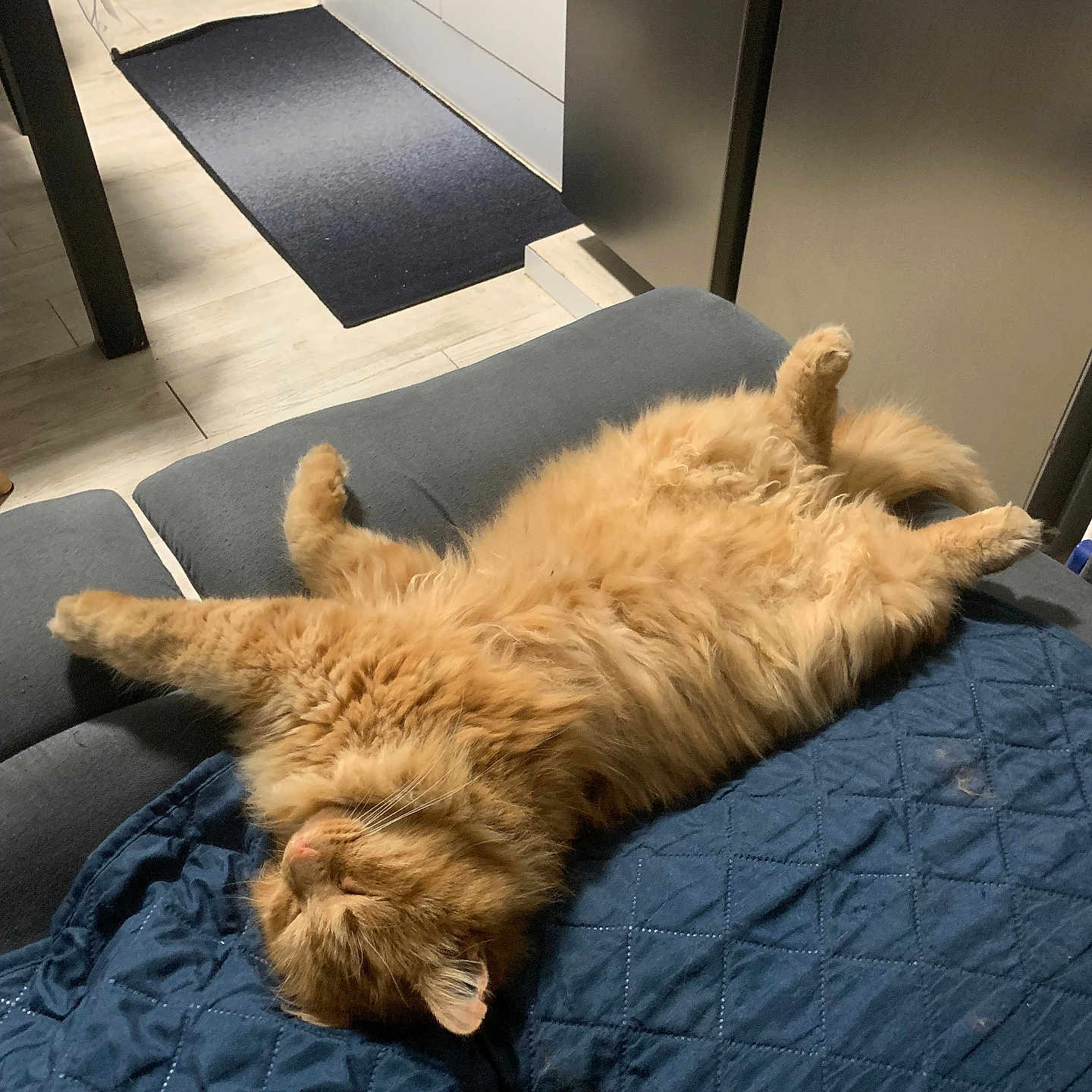 Rôdeur a rejoint le concours — aidez-le/la à gagner de superbes lots ! animal, blue_quilt, cat, couch, cozy, cute, fluffy, fur, furniture, ginger_cat, home, indoor, nap, paws, pet, quilt, relaxed, resting, sleeping, whiskers