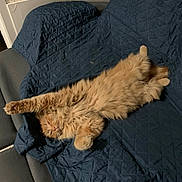 Rôdeur a rejoint le concours — aidez-le/la à gagner de superbes lots ! animal, blue_blanket, cat, couch, cozy, cute, domestic, feline, fluffy, fur, home, indoor, orange_cat, paw, pet, quilted_blanket, relaxed, resting, sleeping, stretching