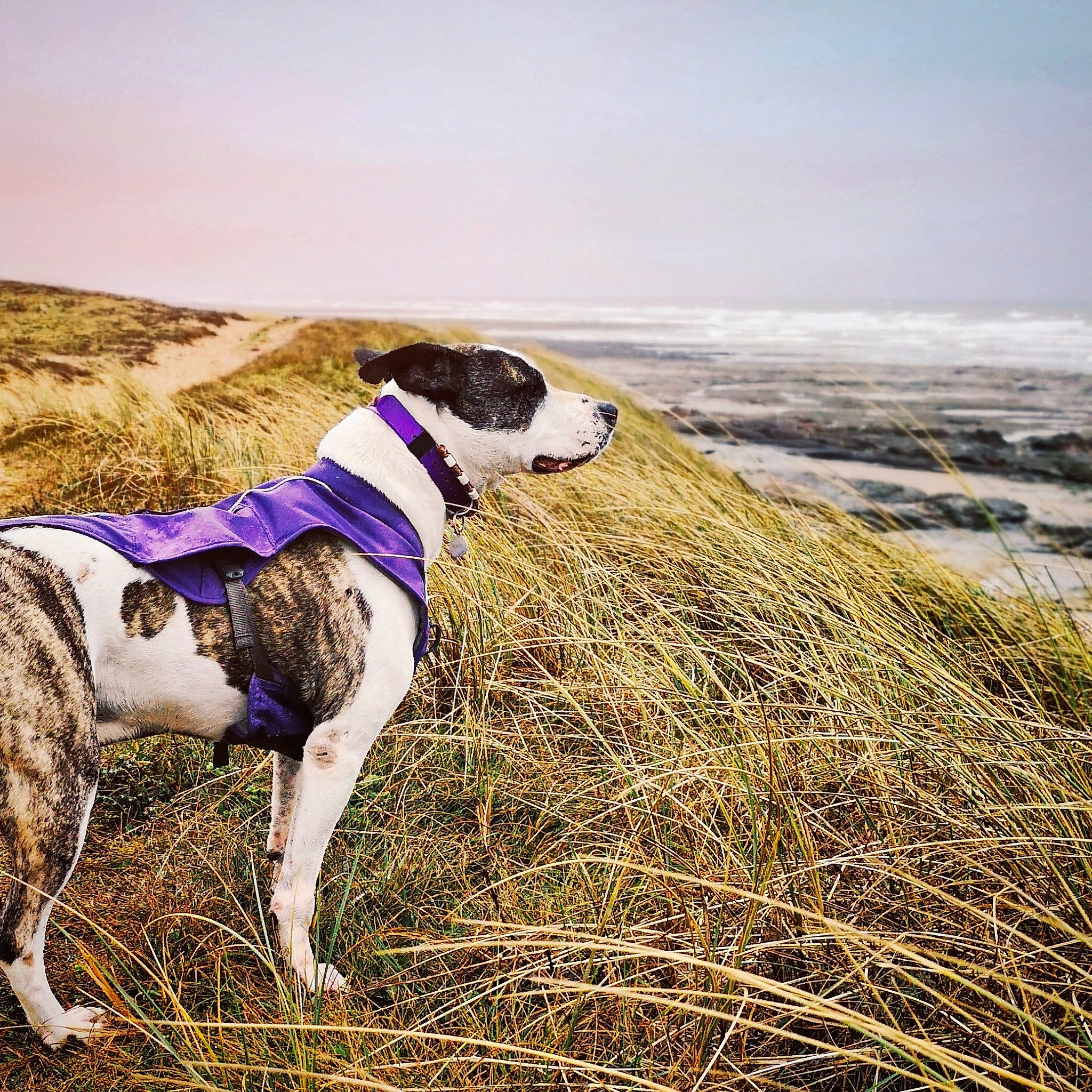 Gaïa participe au concours pour gagner de l'argent avec cette photo : canidae, carnivore, collar, companion_dog, dog, dog_breed, dog_collar, fawn, grass, grassland, hill, landscape, leash, pasture, pet_supply, plant, sky, sporting_group, water, working_animal
