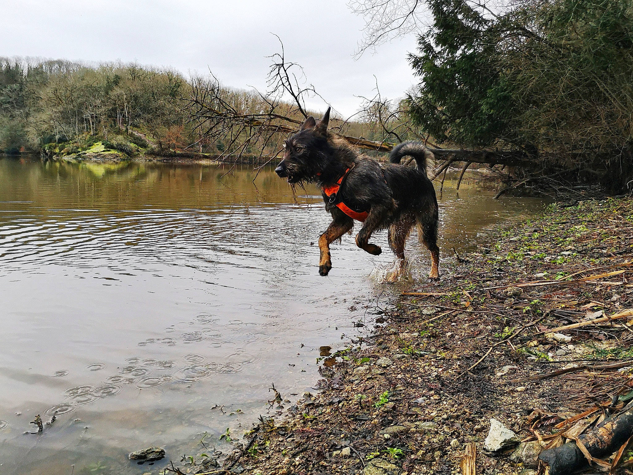 Ryder a rejoint le concours — aidez-le/la à gagner de superbes lots ! canidae, carnivore, cloud, dog, dog_breed, fawn, guard_dog, lacustrine_plain, lake, plant, reservoir, sky, soil, sporting_group, tail, tree, water, wildlife, working_animal, working_dog