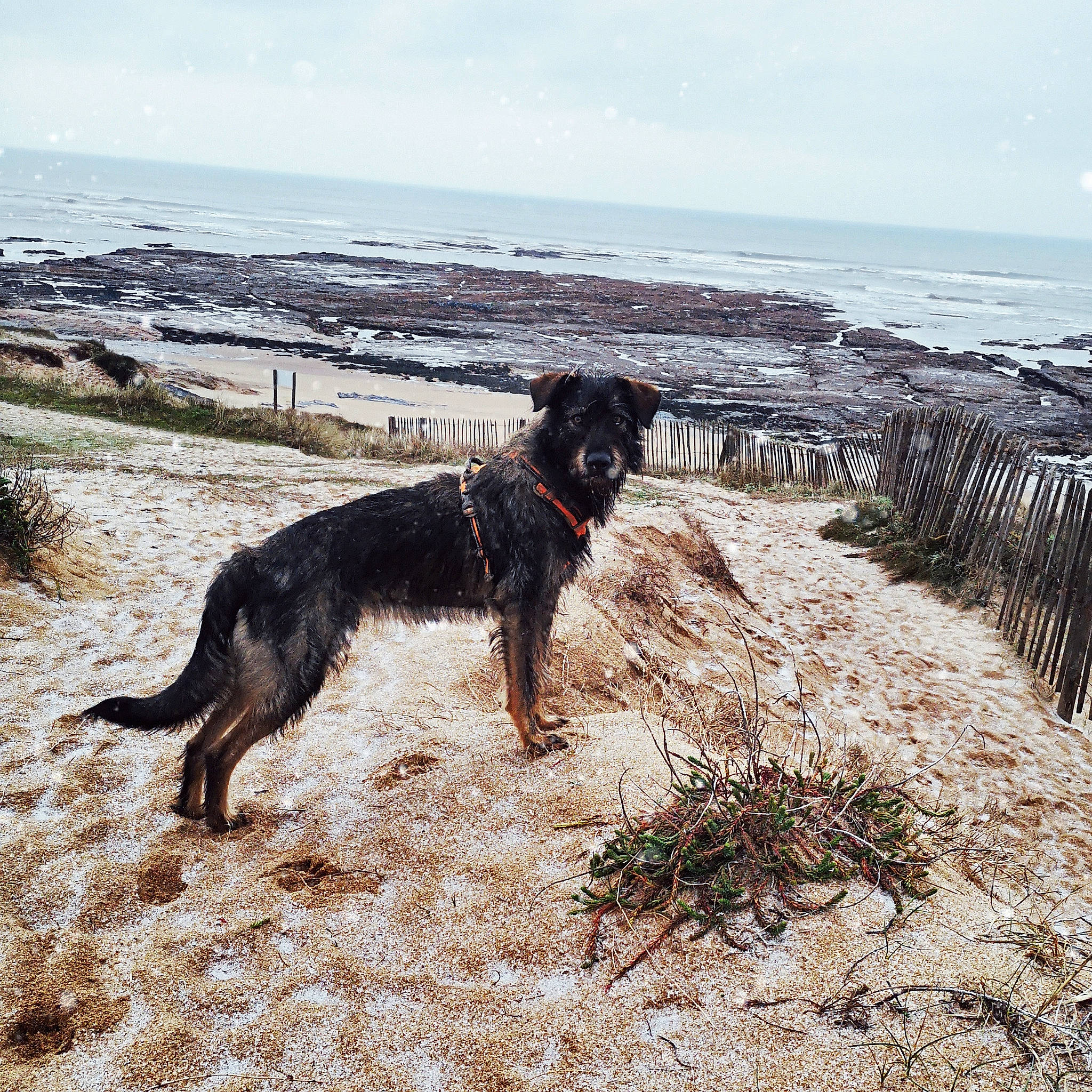 Ryder a rejoint le concours — aidez-le/la à gagner de superbes lots ! beach, carnivore, cloud, coast, dog, dog_breed, grass, horizon, landscape, ocean, plant, sky, soil, sporting_group, tail, vertebrate, water, wood, working_animal, working_dog