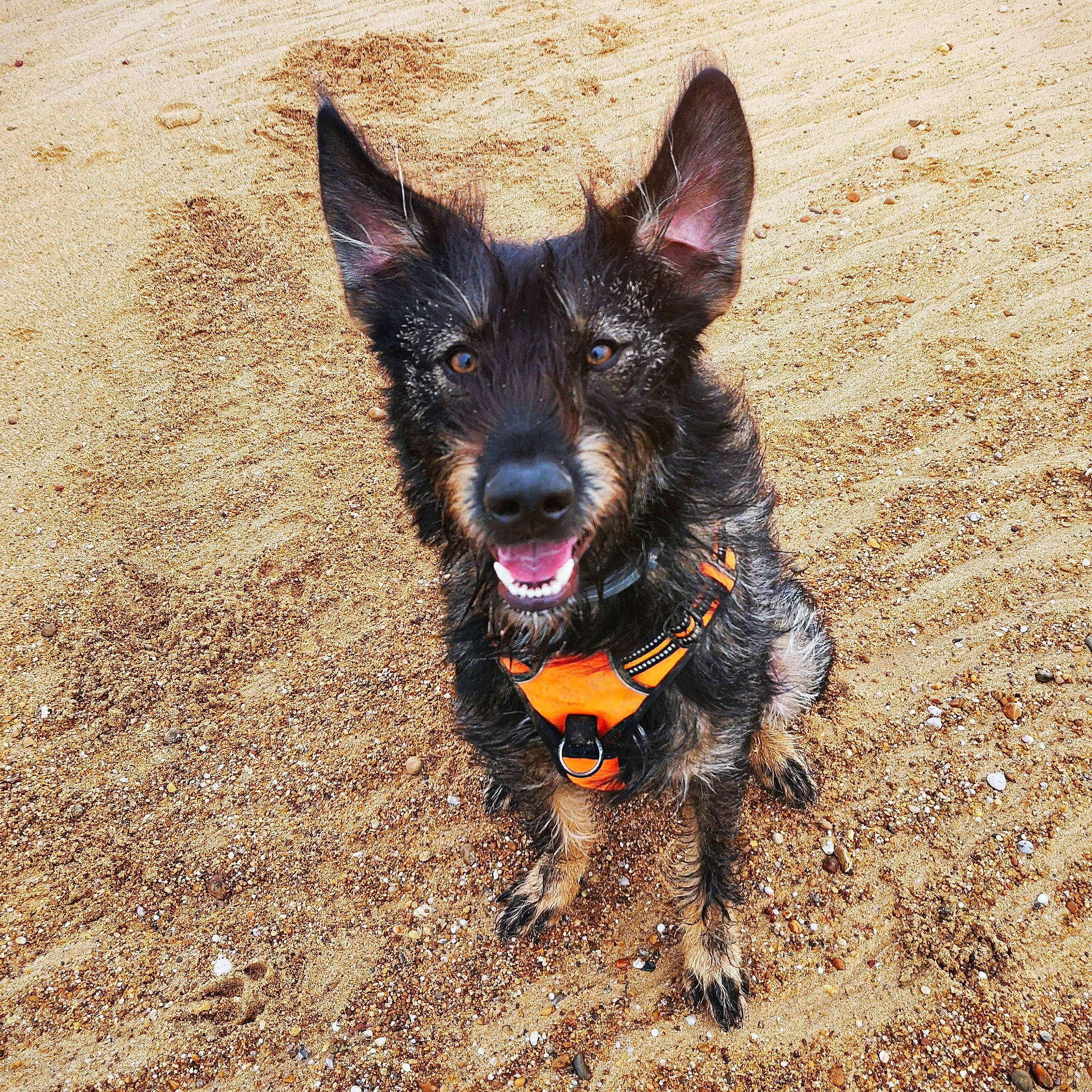 Ryder participe au concours pour gagner de l'argent avec cette photo : canidae, carnivore, collar, companion_dog, dog, dog_breed, fawn, fur, guard_dog, herding_dog, hunting_dog, non_sporting_group, paw, snout, soil, sporting_group, walking, whiskers, working_animal, working_dog