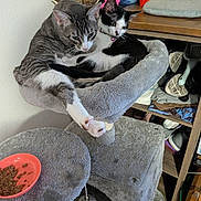 Polly is registered to the contest to win money with this photo: bell, black_and_white_cat, cat, cat_hammock, cat_tree, cats, collar, cozy, food_bowl, furniture, gray_tabby, home, indoor, kibble, paw, pet, relaxed, shelf, shoes, snuggling