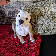 Fang joined the competition — help win amazing prizes! puppy, dog, red_mat, black_couch, patterned_cushion, indoor, pet, small_dog, attention, sitting, curious, finger, cozy, home, furniture, decor, cute, animal, companion, domestic